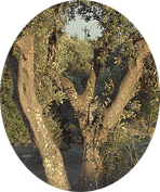 Click for more info on WOOD ELEMENT